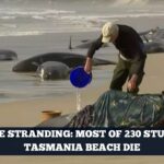 Whale stranding Most of 230 stuck on Tasmania beach die