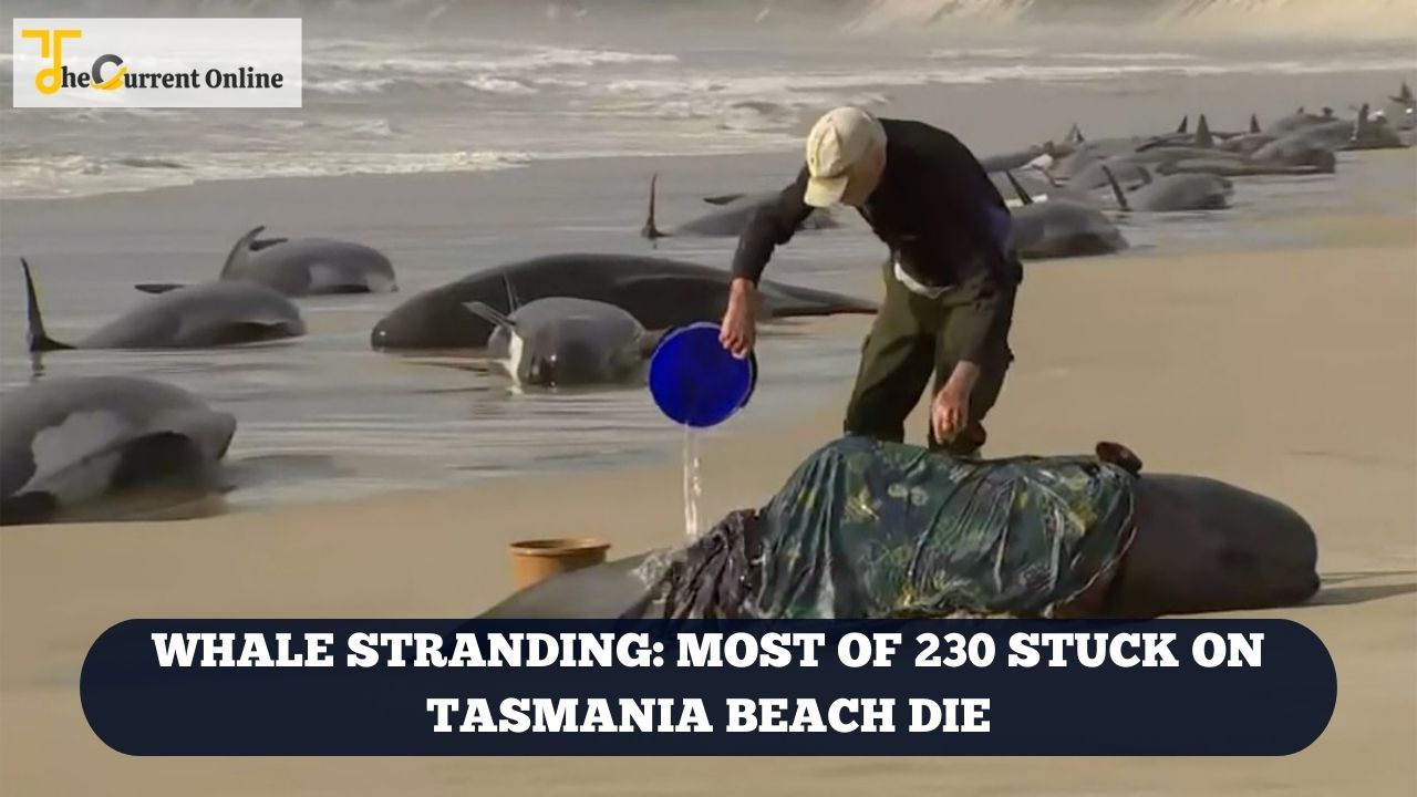 Whale stranding Most of 230 stuck on Tasmania beach die