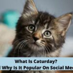 What Is Caturday? And Why Is It Popular On Social Media?