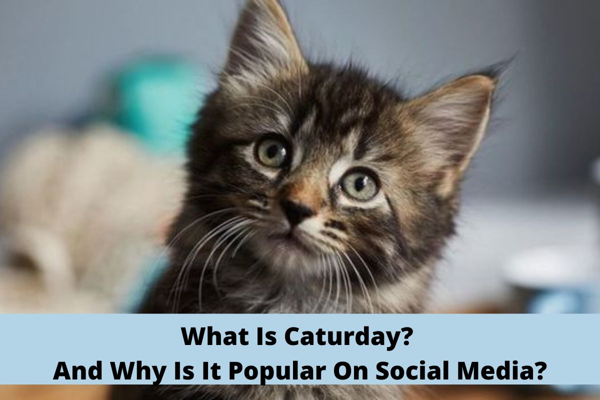 What Is Caturday? And Why Is It Popular On Social Media?