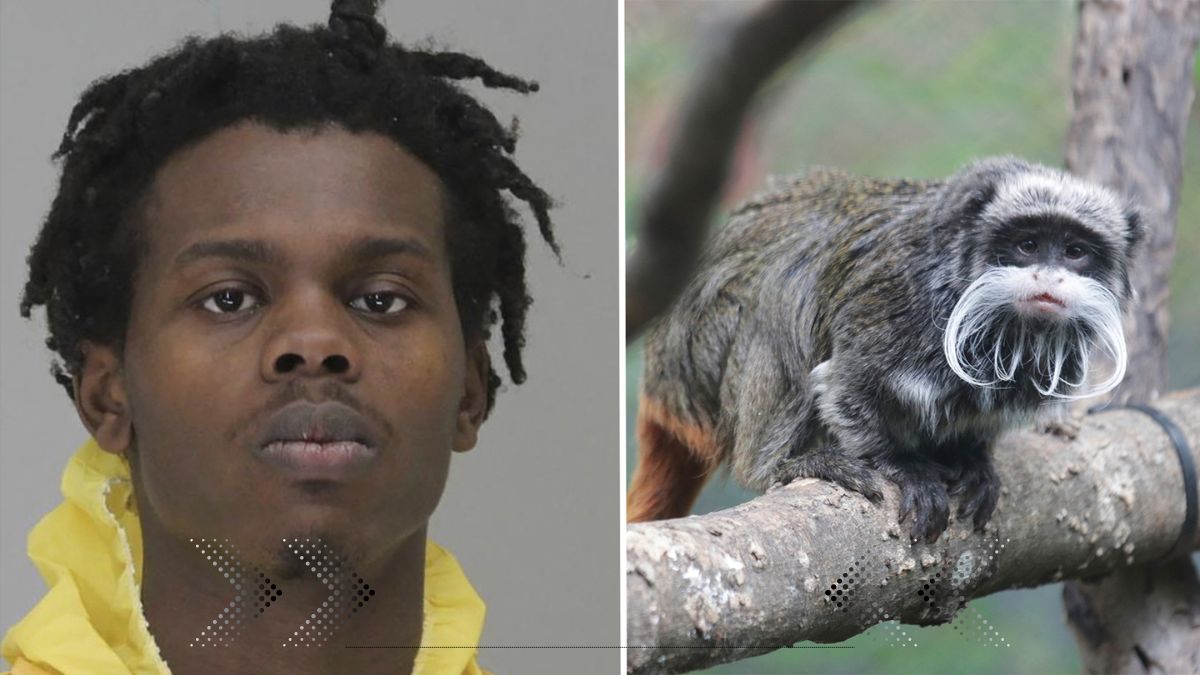Texas man jailed in Dallas monkey case