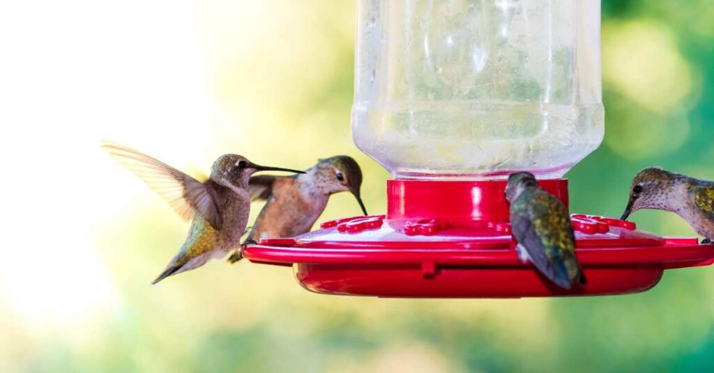 Hummingbird Nectar Recipe 