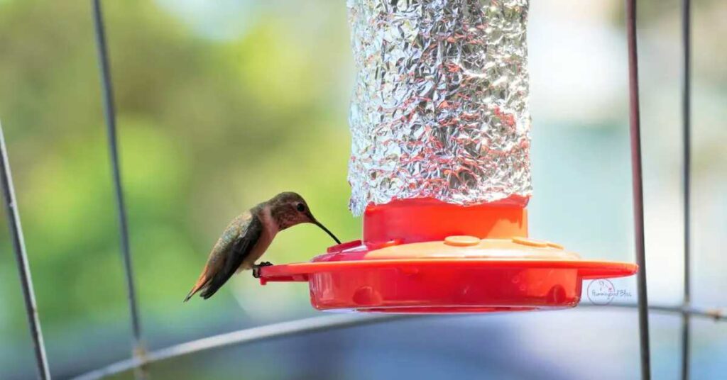 Hummingbird Nectar Recipe 