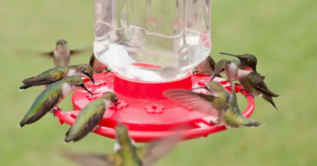 Hummingbird Nectar Recipe 