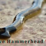 Invasive Hammerhead Worms