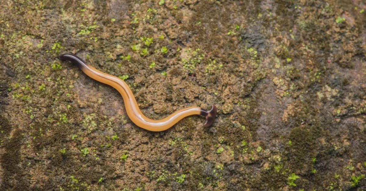 Invasive Hammerhead Worms