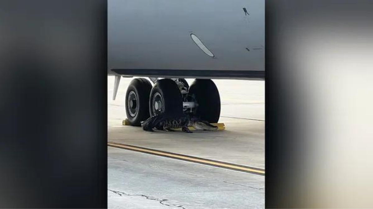Alligator Captured On Runway At Florida Air Force Base